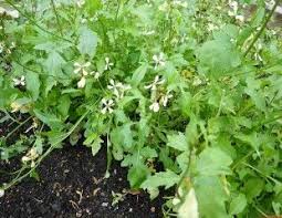 We did not find results for: How To Grow Rocket