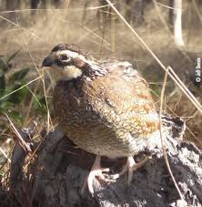 Tips For Bobwhite Quail Habitat Management Mossy Oak It was a beautiful morning on the orianne indigo snake preserve conducting bobwhite quail covey counts. for bobwhite quail habitat management