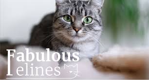 ‪The 10 most popular cat breeds | PetSure‬‏