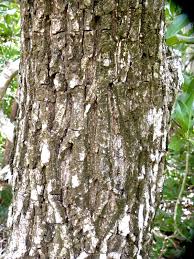 Image result for Manilkara zapota