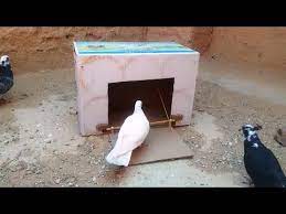 trampa de dibujos animados simple y efectiva para atrapar palomas y pajaros youtube in 2021 home decor decor fireplace