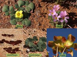 Image result for Oxalidaceae