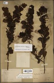 Image result for Actinanthella