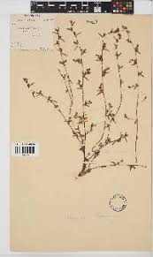 Image result for Indigofera subargentea