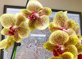 Every three or so years unless the roots are rotting or the media is really broken down. Orchid Plant Care Make Your Orchids Thrive