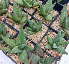 Image result for Aloe plowesii
