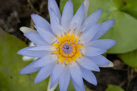 Image result for Nymphaea nouchali