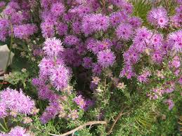 Image result for Annickia ambigua