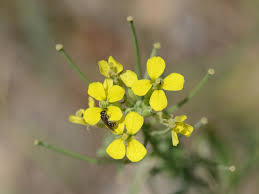 Image result for Sisymbrium orientale