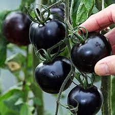 Looking for a good deal on black tomato plant? Floriculture Greens Black Tomato Vegetable Seeds For Home Gardening Planting Amazon In Garden Outdoors