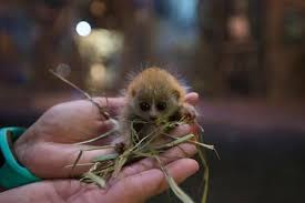 Pigme Loris Ile Ilgili Gorsel Sonucu Hayvanlar