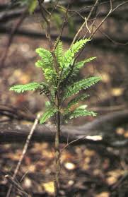 Image result for Arthropteris