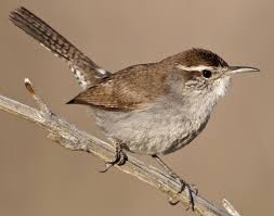 Bird With White Stripes On Wings Bewick S Wren Wren Bird Life List Bird