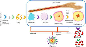 We did not find results for: Frontiers Dengue Fever Therapeutic Potential Of Carica Papaya L Leaves Pharmacology