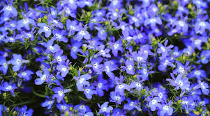 Image result for lobelia