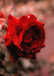 1920x1080 best hd wallpapers of flowers, full hd, hdtv, fhd, 1080p desktop backgrounds for pc & mac, laptop, tablet, mobile phone. Water Full Screen Rose Wallpaper Hd