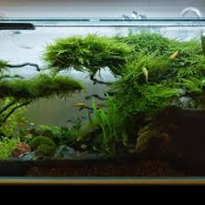 2ft Planted Aquarium Planted Aquarium Aquascape Aquarium Aquarium Fish