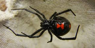 Find the mistake and correct it. Surviving Sex With Black Widows Inside Science