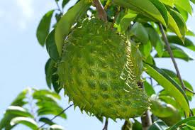   Health  benefits of Soursop &with image 