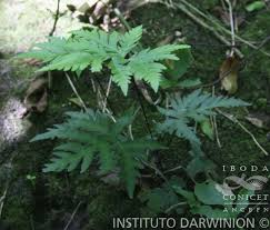 Image result for Doryopteris concolor