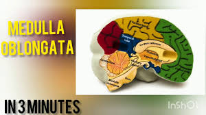 / brainstem special somatic sensory nuclei mediate hearing and positional equilibrium. Easy Notes On Medulla Oblongata Learn In Just 4 Minutes Cute766