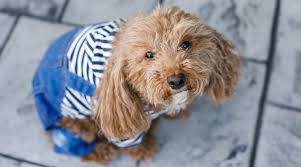 In order to control you doxiepoo's weight, only feed them 1.5 to 2 cups of premium dog food divided between one to three sittings and don't treat them to too many doggy. Poodle Mixes 61 Different Types Of Doodle Cross Breeds