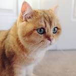 BohemiaBlu British Shorthairs, Orange (2020)