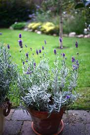 pot planted lavandar plants potted plants garden