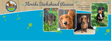 (<guntners miniature dachshunds breeding for excellence in conformation and temperament. Top 73 Dachshund Rescue Organizations In Usa Dachworld Com