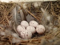 Barn Swallow Birds That Make Mud Nests Pin By Sabrina Brinkerhoff On Birds Barn Swallow Nest Bird Eggs