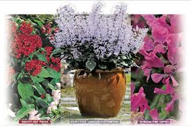 Check spelling or type a new query. Home Grown Jewels