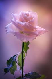 Rose love beautiful flowers photos. Listen To Your Soul Beautiful Pink Roses Beautiful Flowers Beautiful Roses