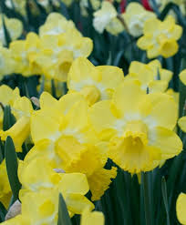 Narcissus Sabatini Of Perfect Form And Substance Like Its Parent N Primeur Sabatini Has A Large 4 1 2 Wide Bulb Flowers Narcissus Flower Beautiful Flowers