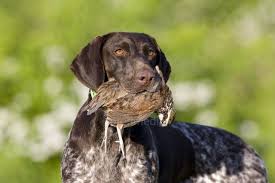 Pin On Dogs