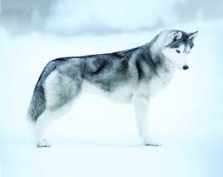Maybe you would like to learn more about one of these? Siberian Husky Dog Breed Profile Petfinder