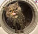 Trucs et astuces pour laver un chat - Eduquer et dresser son chat