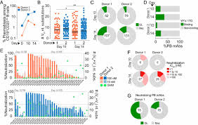 Born in suarce, bergeron was brought up in the plymouth brethren faith, but broke with it while still at school, joining the socialist youth. Longitudinal Dynamics Of The Human B Cell Response To The Yellow Fever 17d Vaccine Pnas