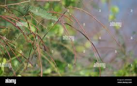 Image result for Tephrosia linearis