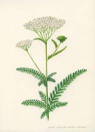 Achillea Millefolium Achillea Plant Painting Achillea Millefolium