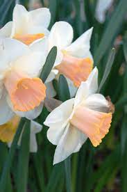 Salmon Colored Daffodils Daffodils Beautiful Flowers Flowers