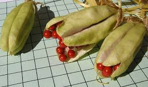 Image result for Littonia