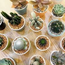 See more ideas about succulent gardening, cactus and succulents, succulents. 10 Stores To Buy Indoor Plants In Metro Manila