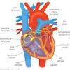 The lungs are the primary organs of the respiratory system in humans and many other animals including a few fish and some snails. 1