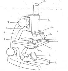 To use a compound microscope, plug the microscope into a nearby outlet and prepare the slide with a cover slip or cover glass to protect the specimen. 20 Latest Compound Microscope Drawing Images Inter Venus