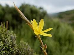 Image result for Moraea verdickii