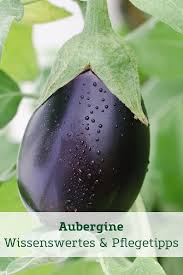 Aubergine Wissenswertes Pflegetipps In 2020 Auberginen Pflanzen Pflanzen Pflanzen Pflege