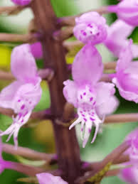 Image result for Stenoglottis