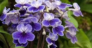 Image result for Streptocarpus kamerunensis