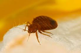 The resurgence of bed bugs has created significant concern in the pest management industry and in society overall. Bed Bug Control