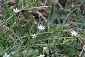 Image result for Thesium megalocarpum